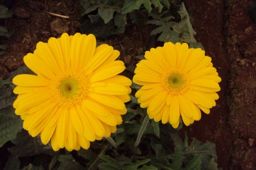 yellow flower daisy blossom