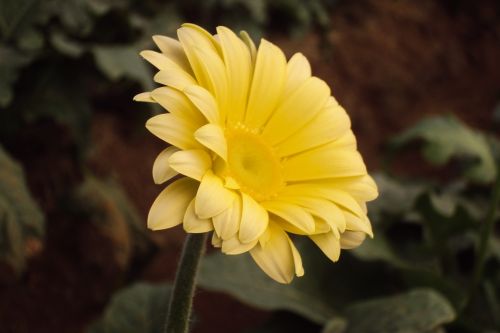 yellow flower daisy blossom