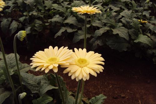 yellow flower daisy blossom
