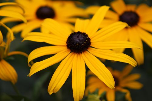 yellow flower petals plant