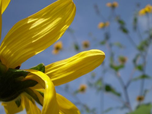 yellow flower petals beautiful spring