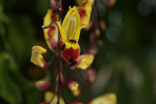 yellow flower bees flower