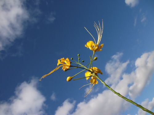 yellow flower flower sky