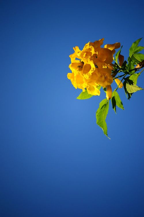 yellow flower blossom blue sky