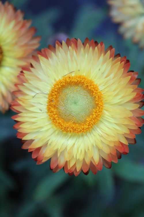 yellow flower flower close up shot