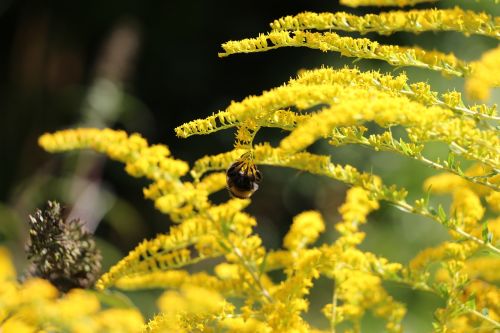 yellow flower hummel yellow