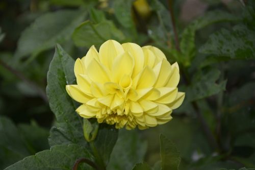 yellow flower green leaves nature