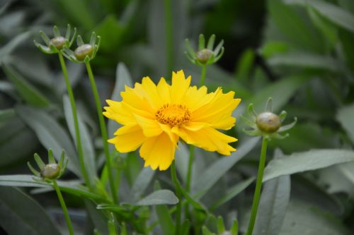 yellow flower garden summer