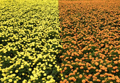 yellow flower orange flower line