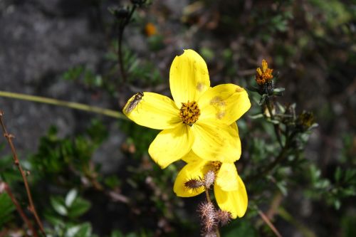 yellow flower moor flower