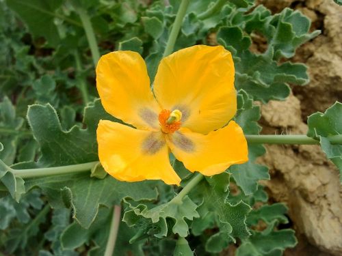 yellow flower green nature