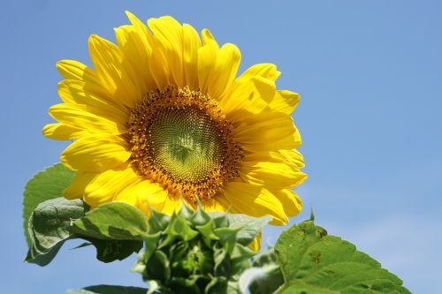 yellow flower sun flower