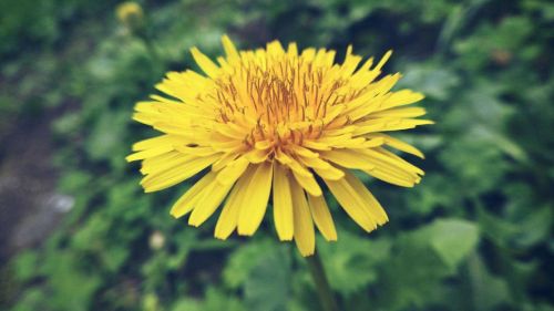 yellow flower flower yellow