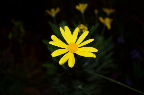 yellow flower flower yellow