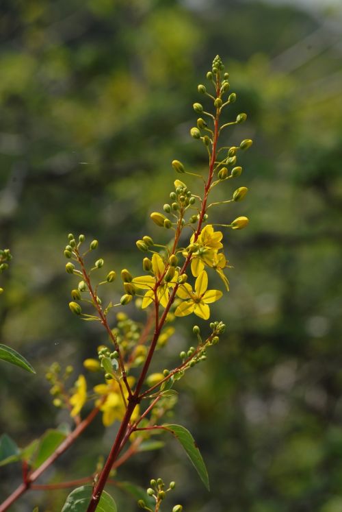 yellow flower branch wild