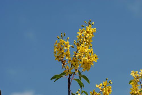 yellow flower plant wild