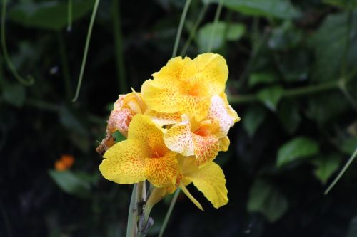 yellow flower floral nature