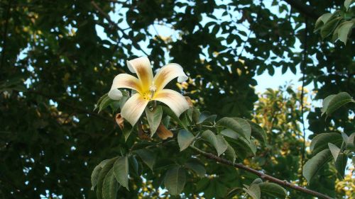 yellow flower flower tree