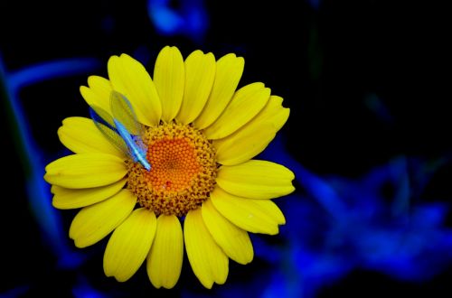 yellow flower margaret