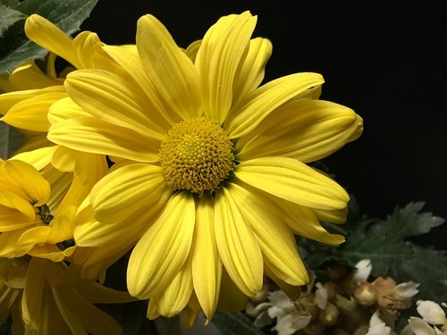 yellow flower  petals yellow  flower