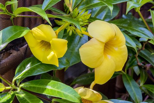 yellow flower  petals  garden