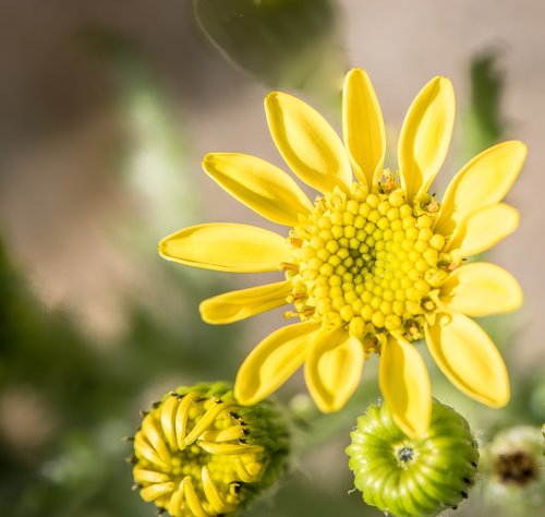 yellow flower  nature