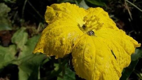 yellow flower  flower  nature