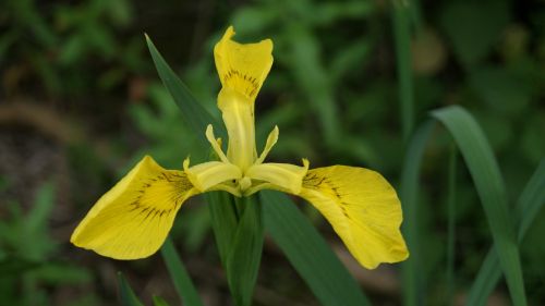 yellow flower close summer