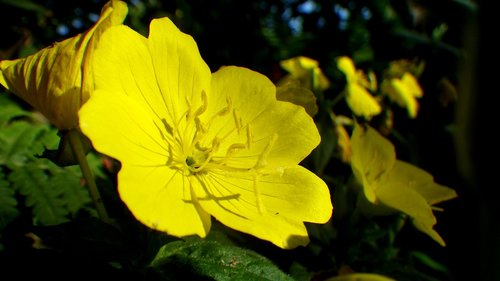 yellow flower  floral  yellow