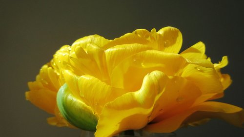 yellow flower  tulip  closeup