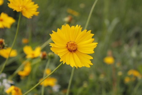 yellow flower  flowers  plants