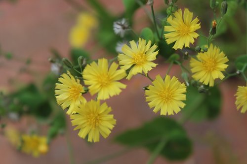 yellow flower  flowers  spring