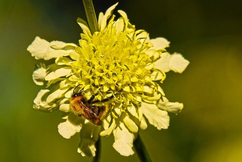 yellow flower  flower  plant