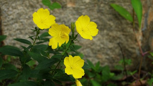 yellow flower  plants  nature