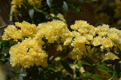 yellow flower  flowers  spring