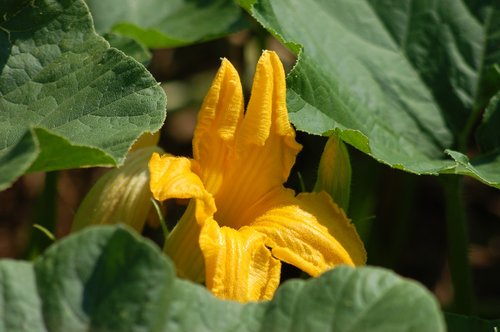 yellow flower  pumpkin flower  agriculture