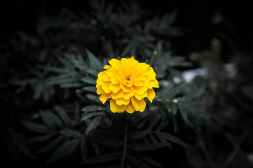 yellow flower  flower  dark