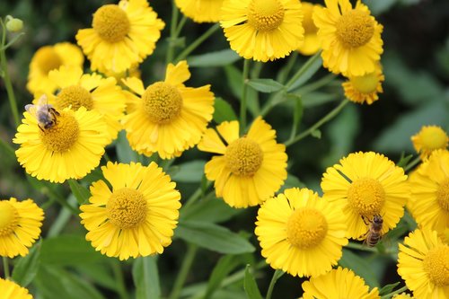 yellow flower  flower  sunflower