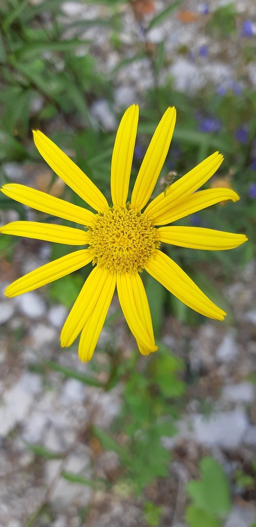 yellow flower  ferragosto  details natural