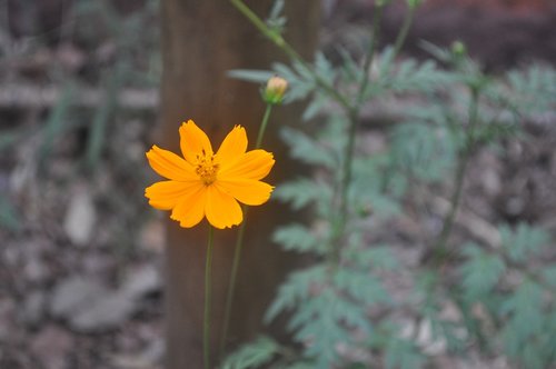 yellow flower  the flower in the foreground  image to messages