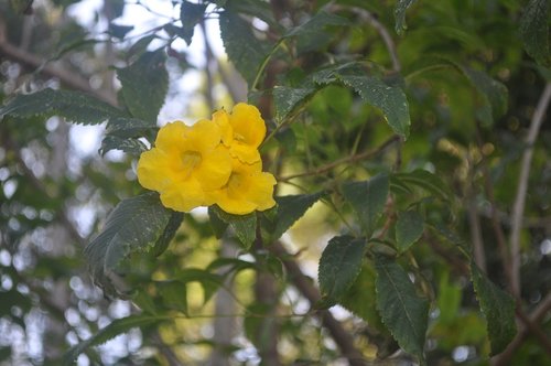 yellow flower  flower  flourish