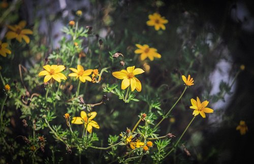 yellow flower  flower garden  ornamental plants