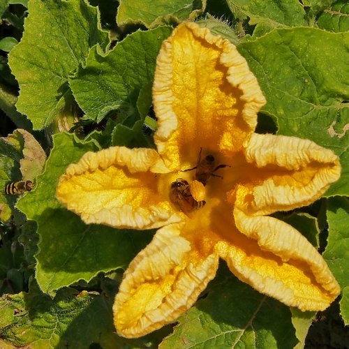 yellow flower  pumpkin blossom  insect