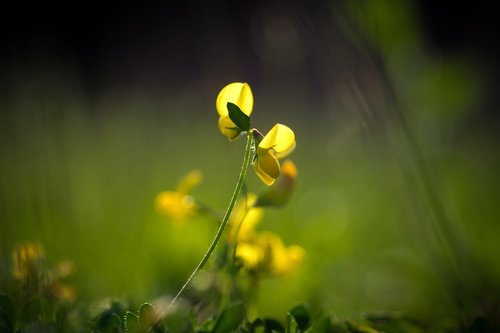 yellow flower  green background  tiny flower