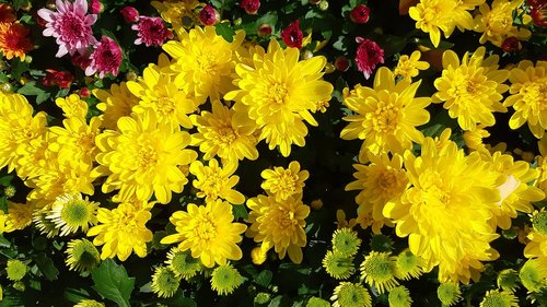 yellow flower  autumn  chrysanthemum