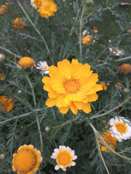 yellow flower  nature  park