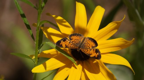 yellow flower  butterfly  nature