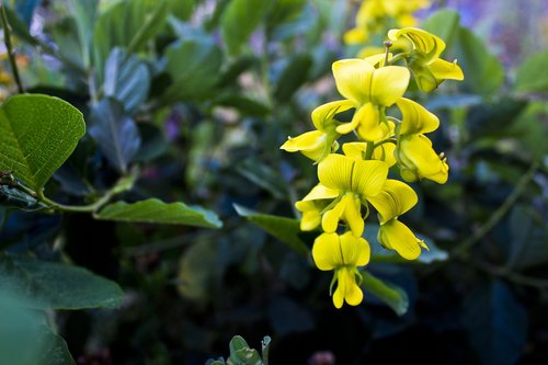 yellow flower  flower  wild flower