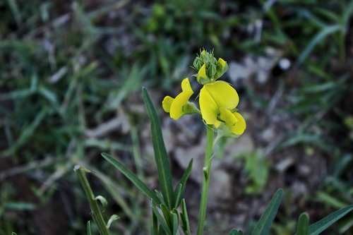 yellow flower  flower  wild flower