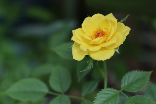 yellow flower  rose  leave